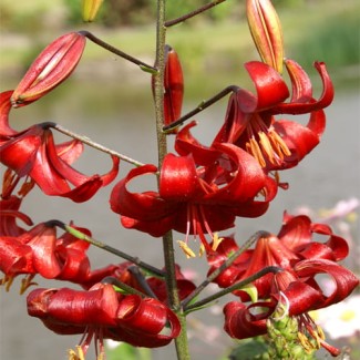 Lilia Azjatycka 'Red Velvet'