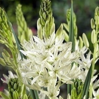 Kamasja leichtlinii 'Alba'