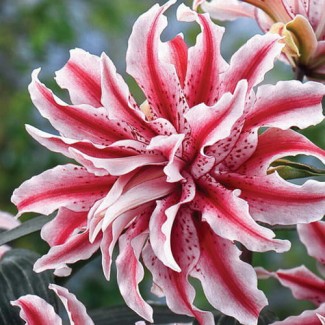 Lilia Pełna 'Magic Star'