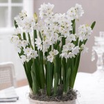 Narcis Paperwhite Ziva2.jpg