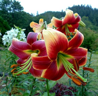Lilia Drzewiasta 'Red Morning'