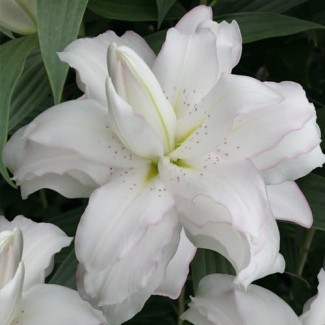 Lilia Pełna 'Lotus Beauty'