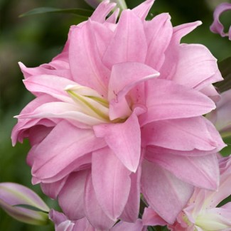 Lilia Pełna 'Lotus Breeze'