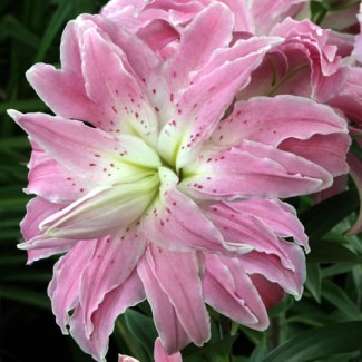 Lilia Pełna 'Lotus Elegance'