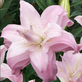Lilia Pełna 'Lotus Queen'