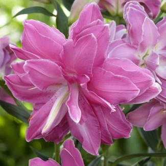 Lilia Pełna 'Lotus Wonder'
