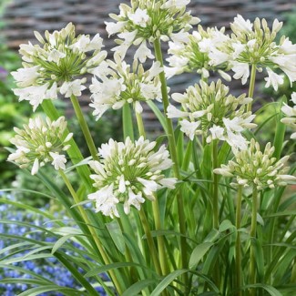 Lilia Afrykańska (Agapanthus) 'Polar Ice'
