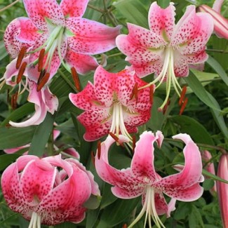 Lilia Botaniczna 'Speciosum var.Rubrum 'Uchida'