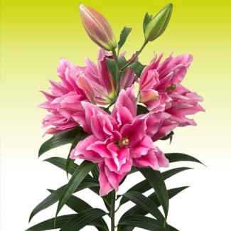 Lilia Pełna 'Roselily Ciara'