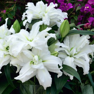 Lilia Pełna 'Roselily Aisha'
