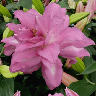 Lilia Pełna 'Lotus Dream'