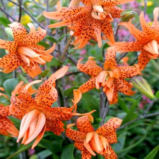 Lilia Tygrysia Pełna 'Lancifolium Flore Pleno'