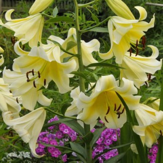 Lilia Drzewiasta 'Conca D'Or'