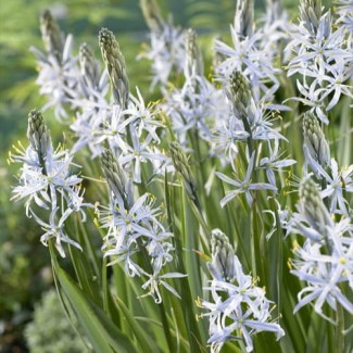 Kamasja Cusickii