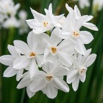 Narcis Paperwhite Ziva.jpg
