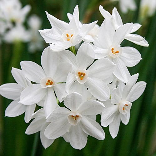 Narcis Paperwhite Ziva.jpg