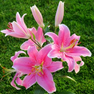 Lilia Orientalna 'Sorbonne'